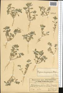 Alyssum dasycarpum Stephan ex Willd., Middle Asia, Western Tian Shan & Karatau (M3) (Kazakhstan)