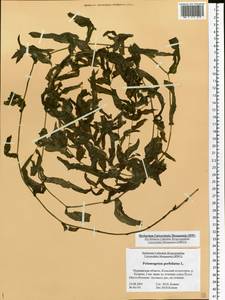 Potamogeton perfoliatus L., Eastern Europe, Northern region (E1) (Russia)