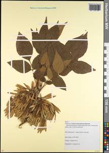 Fraxinus pennsylvanica Marshall, Caucasus, Krasnodar Krai & Adygea (K1a) (Russia)
