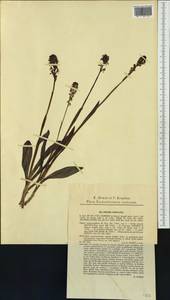 Neotinea ustulata (L.) R.M.Bateman, Pridgeon & M.W.Chase, Western Europe (EUR) (Slovakia)