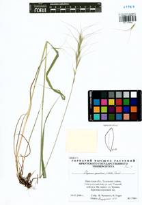 Elymus gmelinii (Trin.) Tzvelev, Siberia, Baikal & Transbaikal region (S4) (Russia)