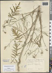 Sisymbrium altissimum L., Eastern Europe, Moscow region (E4a) (Russia)