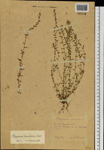 Polygonum humifusum Mert. ex K. Koch, Siberia, Western Siberia (S1) (Russia)