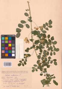 Colutea arborescens L., Eastern Europe, North Ukrainian region (E11) (Ukraine)