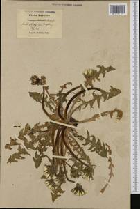 Taraxacum stenoglossum Brenner, Western Europe (EUR) (Sweden)