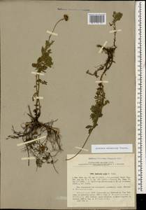 Cota melanoloma subsp. melanoloma, Caucasus, Abkhazia (K4a) (Abkhazia)