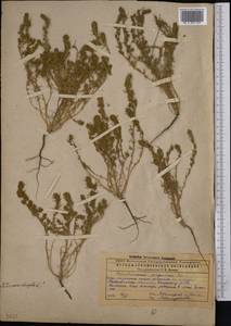 Camphorosma songorica Bunge, Middle Asia, Caspian Ustyurt & Northern Aralia (M8) (Kazakhstan)