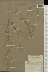 Corispermum hyssopifolium L., Eastern Europe, Lower Volga region (E9) (Russia)