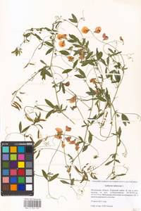 Lathyrus tuberosus L., Eastern Europe, Moscow region (E4a) (Russia)