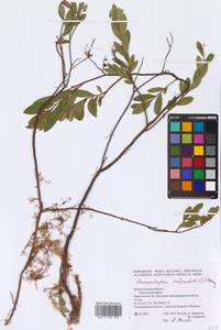 Chamaedaphne calyculata (L.) Moench, Eastern Europe, Northern region (E1) (Russia)