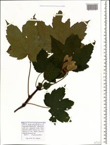 Acer pseudoplatanus L., Caucasus, Stavropol Krai, Karachay-Cherkessia & Kabardino-Balkaria (K1b) (Russia)