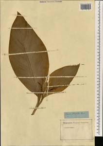 Canna flaccida Salisb., South Asia, South Asia (Asia outside ex-Soviet states and Mongolia) (ASIA) (Not classified)