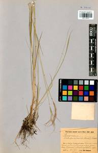 Elymus gmelinii (Trin.) Tzvelev, Siberia, Baikal & Transbaikal region (S4) (Russia)