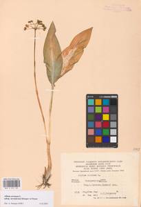 Allium ursinum L., Eastern Europe, West Ukrainian region (E13) (Ukraine)