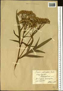 Jacobaea cannabifolia (Less.) E. Wiebe, Siberia, Russian Far East (S6) (Russia)