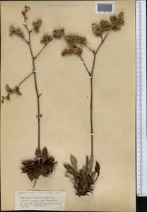 Goniolimon sewerzowii Herder, Middle Asia, Northern & Central Tian Shan (M4) (Kyrgyzstan)