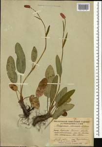 Bistorta carnea (K. Koch) Kom., Caucasus, South Ossetia (K4b) (South Ossetia)