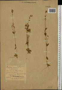 Centaurium erythraea, Eastern Europe, Central forest region (E5) (Russia)