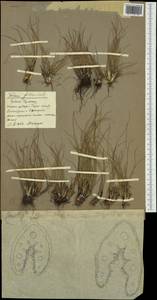 Festuca pallens Host, Western Europe (EUR) (Germany)