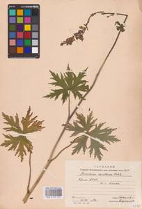 Aconitum septentrionale Koelle, Eastern Europe, Northern region (E1) (Russia)