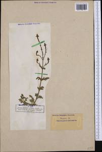 Verbena officinalis L., Western Europe (EUR) (Germany)