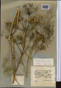 Prangos uloptera DC., Middle Asia, Western Tian Shan & Karatau (M3) (Kyrgyzstan)