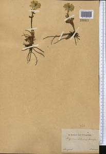 Trollius lilacinus Bunge, Middle Asia, Dzungarian Alatau & Tarbagatai (M5) (Kazakhstan)