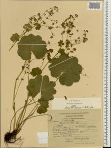 Alchemilla propinqua H. Lindb. ex Juz., Eastern Europe, North-Western region (E2) (Russia)