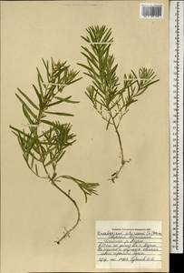 Cynanchum thesioides (Freyn) K. Schum., Mongolia (MONG) (Mongolia)