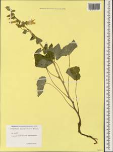 Campanula alliariifolia Willd., Caucasus, North Ossetia, Ingushetia & Chechnya (K1c) (Russia)