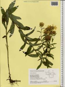 Pentanema salicinum subsp. salicinum, Eastern Europe, Central region (E4) (Russia)