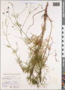 Delphinium ajacis L., Caucasus, Krasnodar Krai & Adygea (K1a) (Russia)