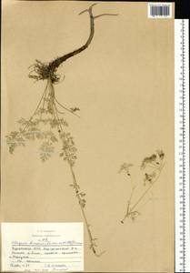 Kitagawia baicalensis (Redowsky ex Willd.) Pimenov, Siberia, Baikal & Transbaikal region (S4) (Russia)