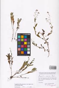 Myosotis nemorosa Besser, Eastern Europe, West Ukrainian region (E13) (Ukraine)