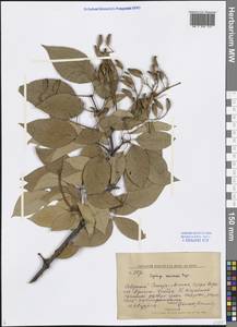 Syringa reticulata subsp. amurensis (Rupr.) P.S.Green & M.C.Chang, Siberia, Russian Far East (S6) (Russia)