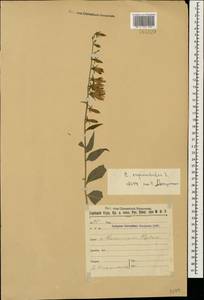 Campanula rapunculoides L., Caucasus, Stavropol Krai, Karachay-Cherkessia & Kabardino-Balkaria (K1b) (Russia)