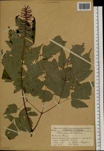 Actaea asiatica H. Hara, Siberia, Russian Far East (S6) (Russia)