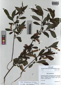 Salix pseudopentandra (Flod.) Flod., Siberia, Altai & Sayany Mountains (S2) (Russia)