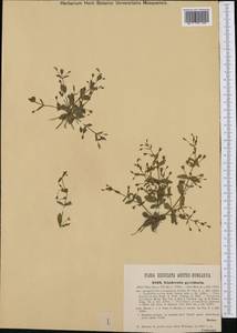 Lindernia procumbens (Krock.) Borbás, Western Europe (EUR) (Hungary)