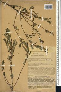 Prunus tenella Batsch, Caucasus, Krasnodar Krai & Adygea (K1a) (Russia)