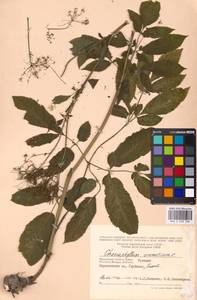 Chaerophyllum aromaticum L., Eastern Europe, Moscow region (E4a) (Russia)