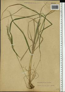 Calamagrostis arundinacea (L.) Roth, Eastern Europe, North-Western region (E2) (Russia)