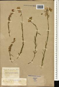 Polygala major Jacq., Caucasus, Stavropol Krai, Karachay-Cherkessia & Kabardino-Balkaria (K1b) (Russia)