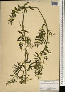 Berula erecta subsp. thunbergii (DC.) B. L. Burtt, Africa (AFR) (South Africa)