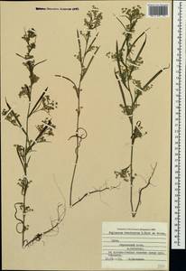 Bupleurum brachiatum C. Koch ex Boiss., Crimea (KRYM) (Russia)