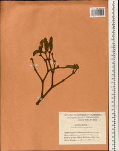Viscum coloratum (Kom.) Nakai, South Asia, South Asia (Asia outside ex-Soviet states and Mongolia) (ASIA) (North Korea)