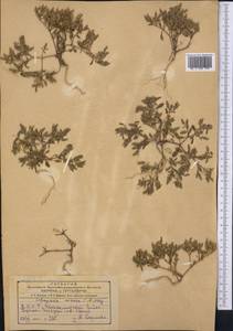 Dianthus orientalis, Middle Asia, Kopet Dag, Badkhyz, Small & Great Balkhan (M1) (Turkmenistan)