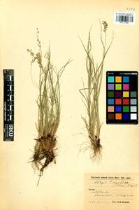 Puccinellia tenuiflora (Griseb.) Scribn. & Merr., Siberia, Baikal & Transbaikal region (S4) (Russia)