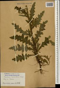 Carduus hamulosus Ehrh., Caucasus, Armenia (K5) (Armenia)
