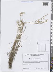 Bromus squarrosus L., Eastern Europe, Lower Volga region (E9) (Russia)